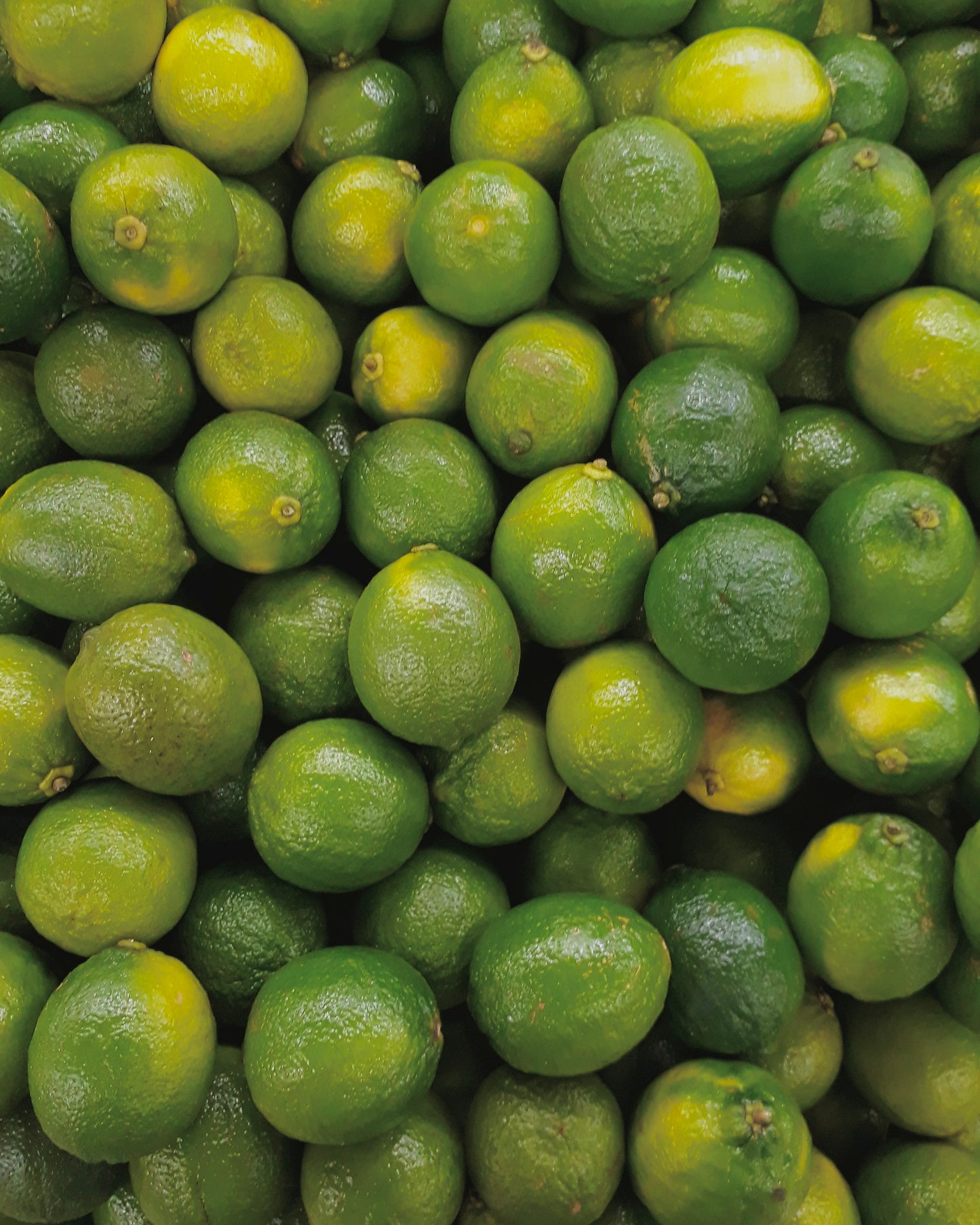Lime, Basil & Mandarin Double Wick Candle