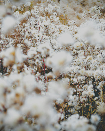 Lavender & Cotton Reed Diffuser