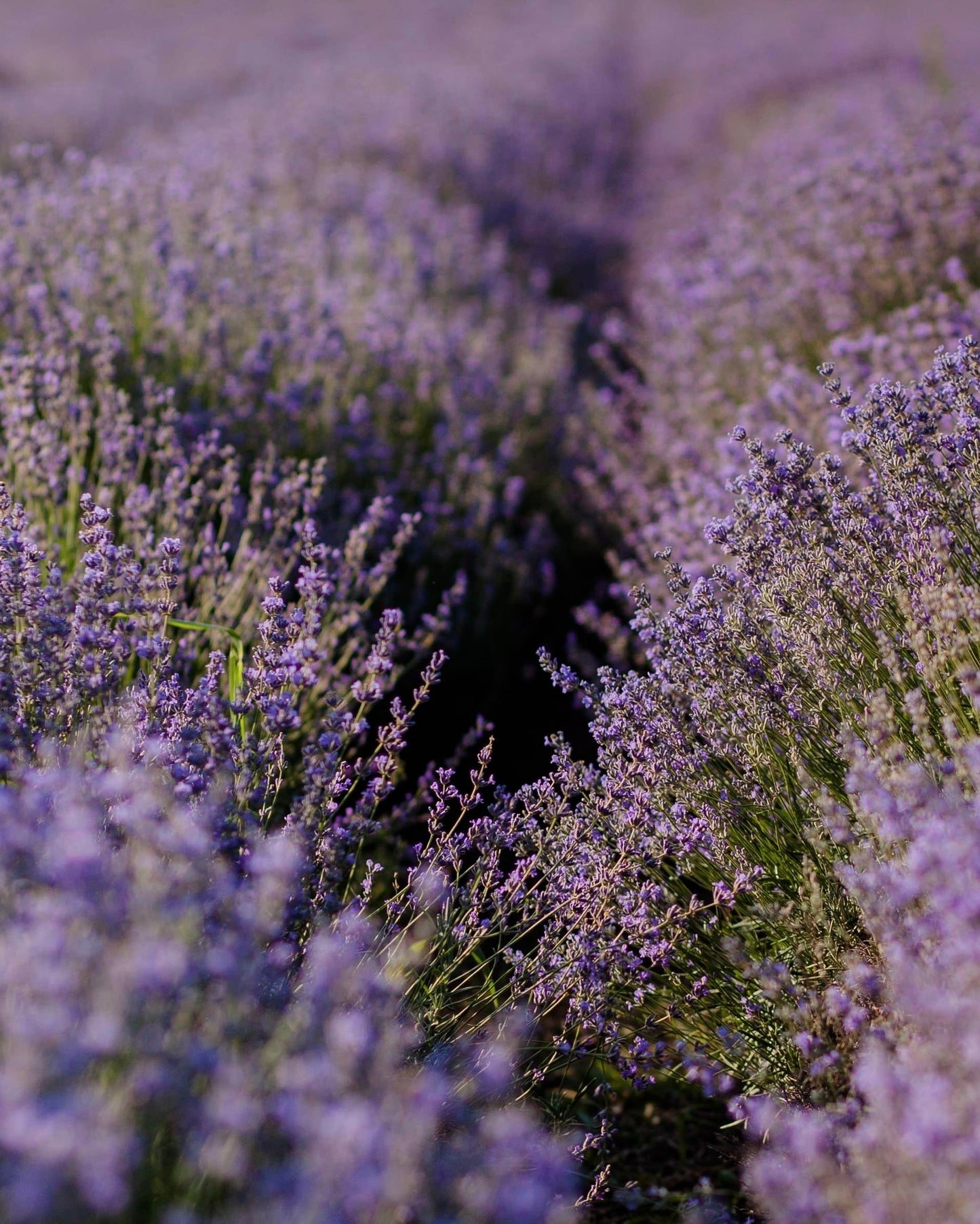 Lavender & Cotton Double Wick Candle